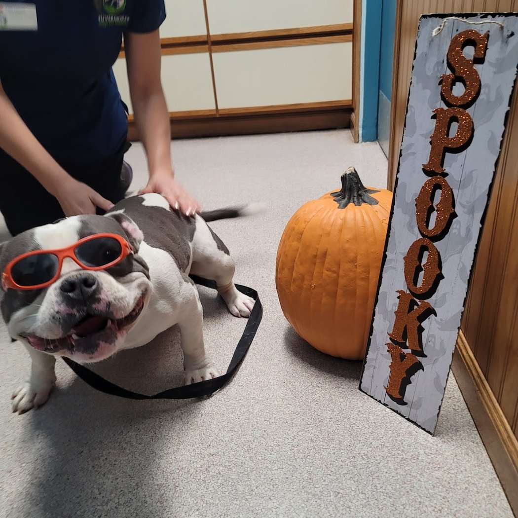 Livermore Family Pet Hospital 3