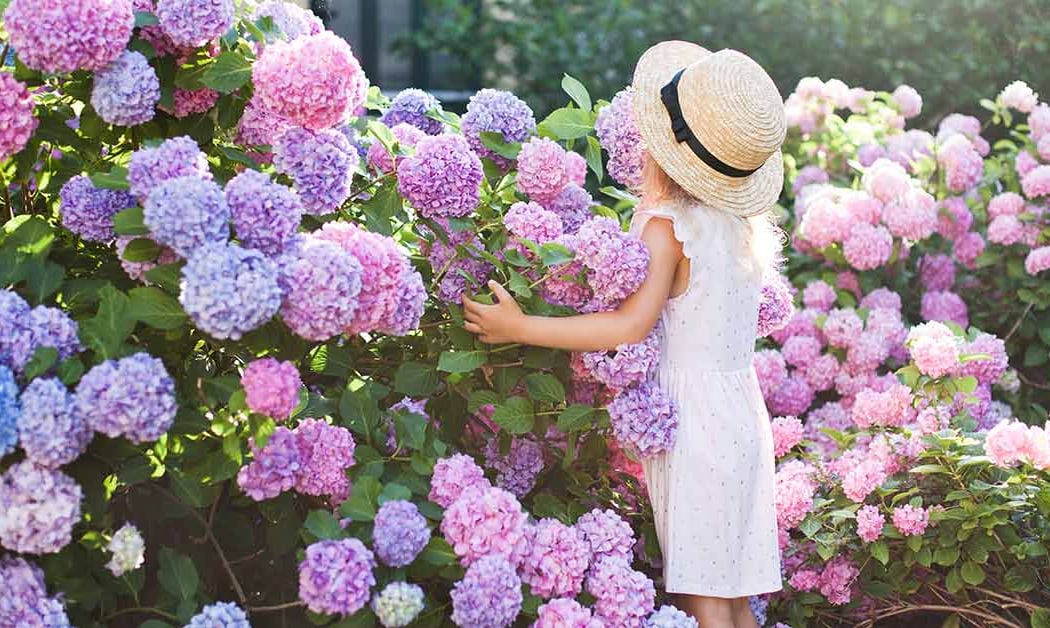 Hydrangea Primer and Guided Walk 3
