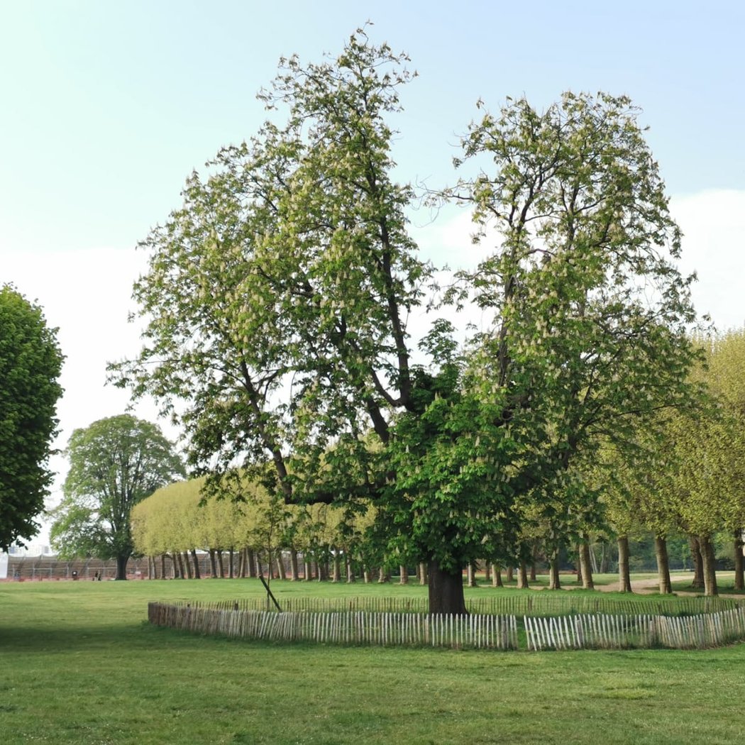 Paris Observatory 3