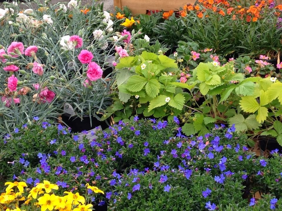Sloat Garden Center 3