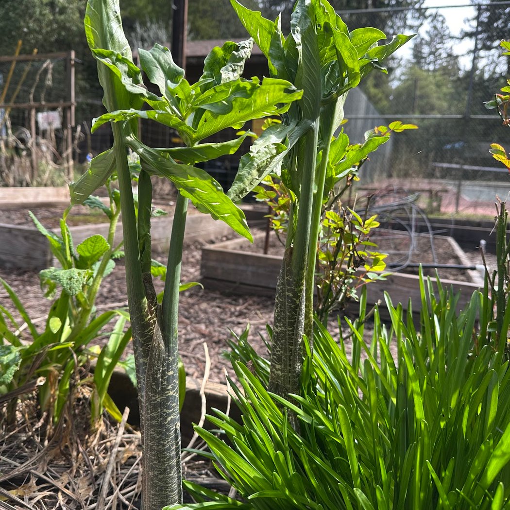 Sunrise Garden - Rio Nido Organic Community Center 3