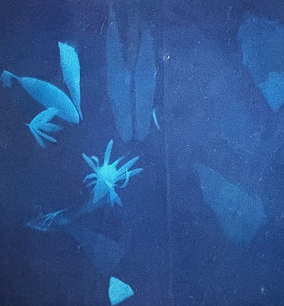 Cyanotype Printmaking Workshop with Sue Carpenter