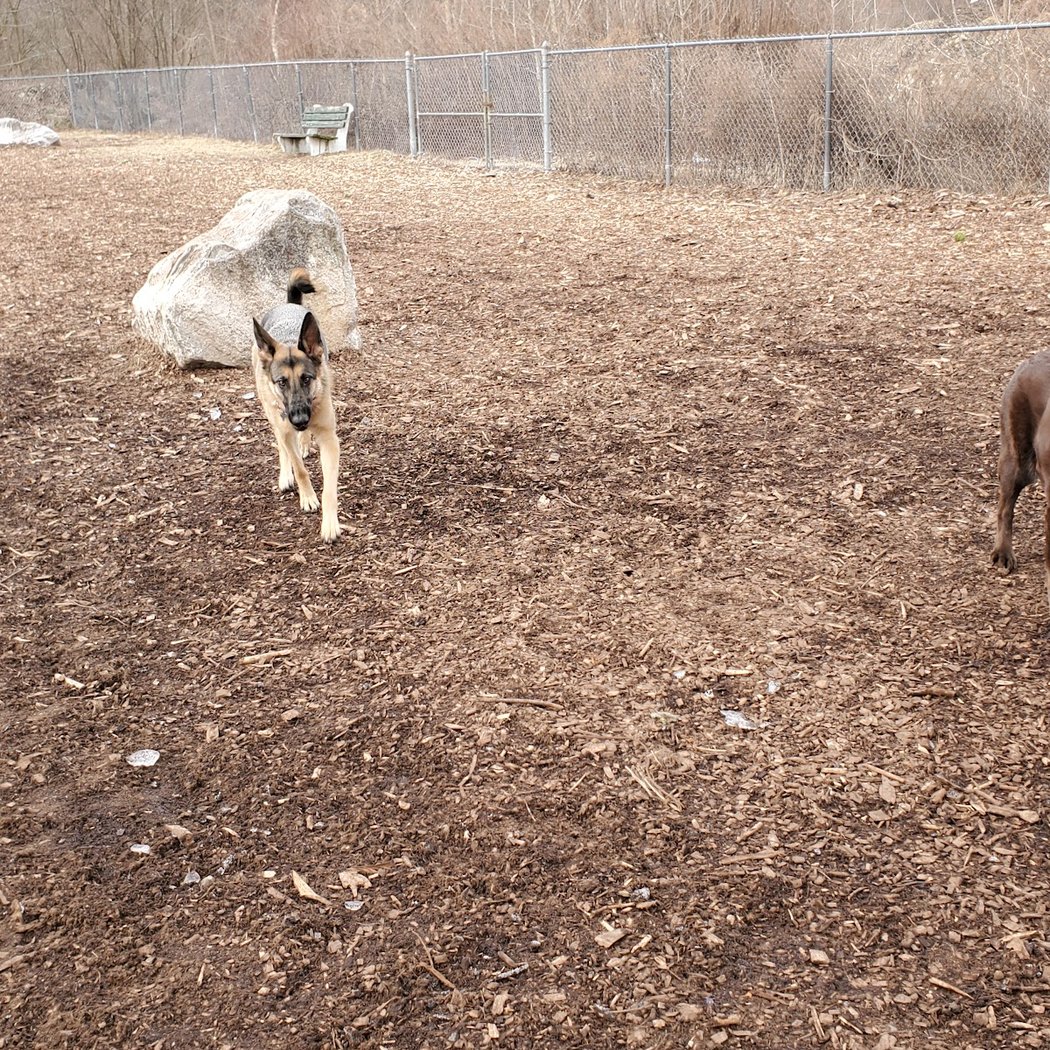 Pleasantville Dog Park 2