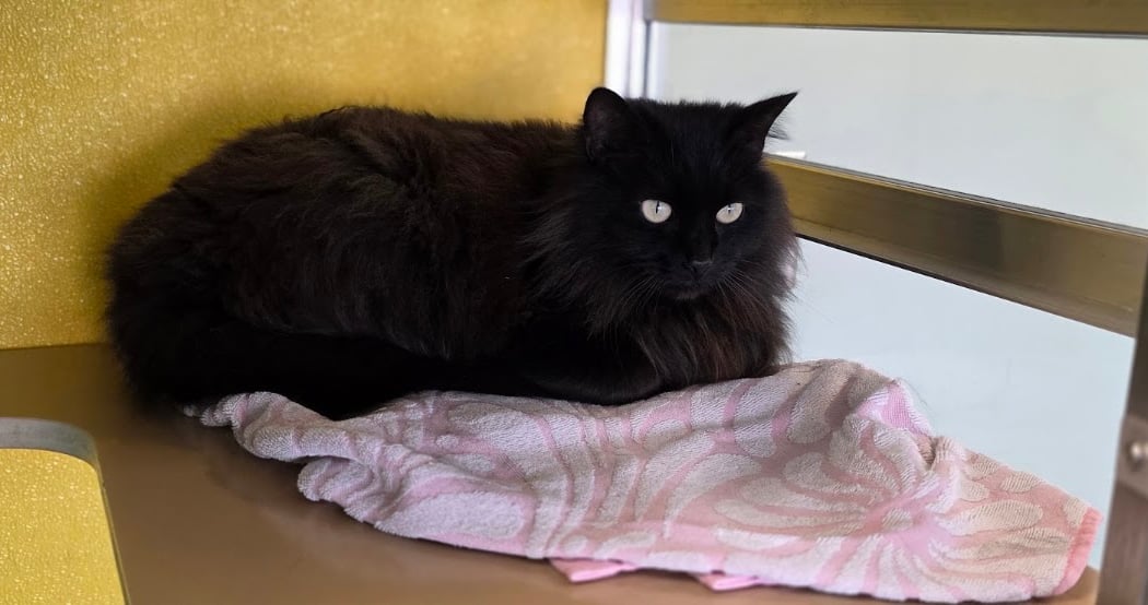 Fall Empty the Shelters Adoption 3