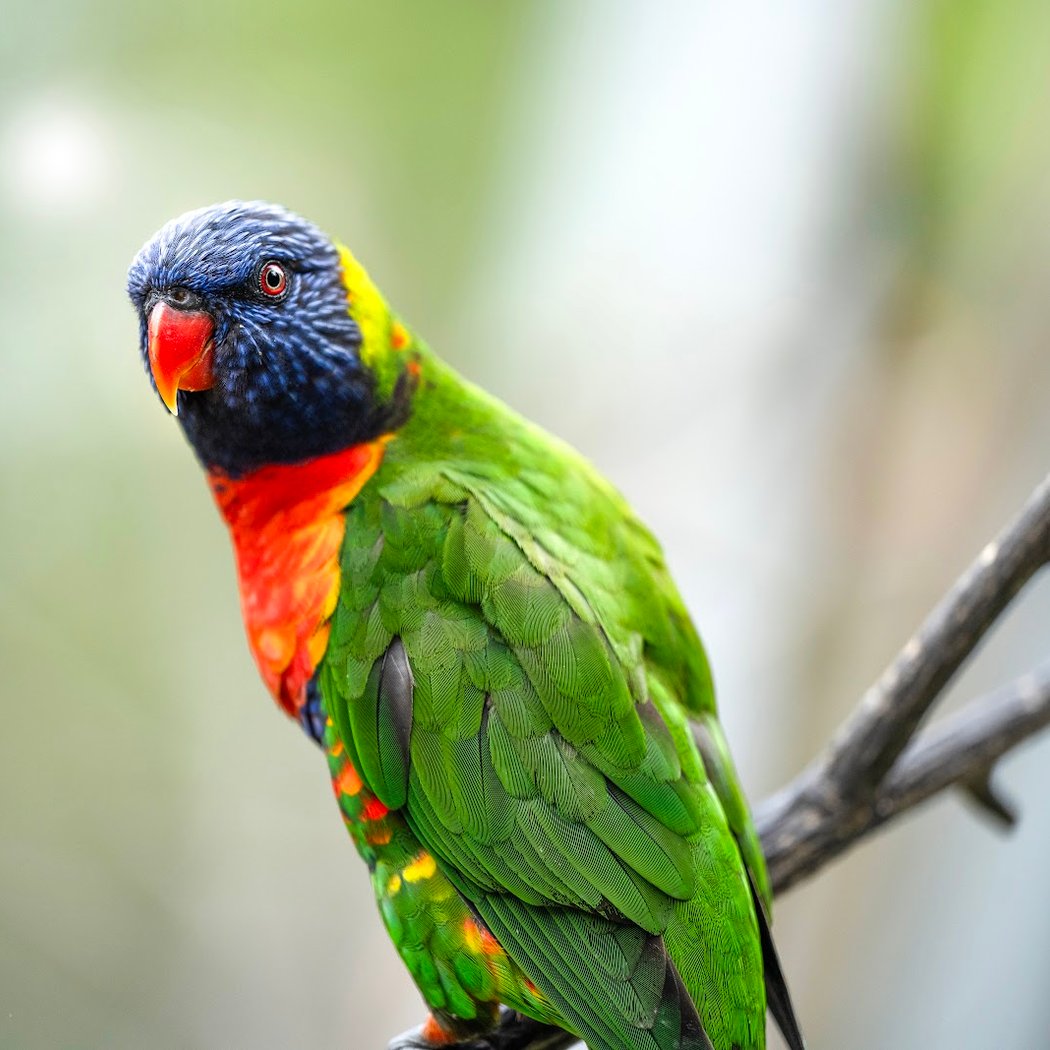 Zoo de Bordeaux-Pessac 1