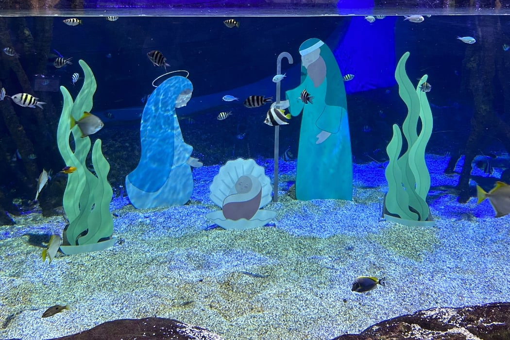 Magia en la vida del océano 1