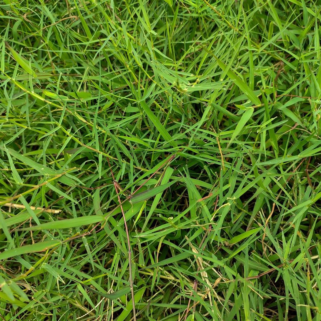 Knowland Park 3