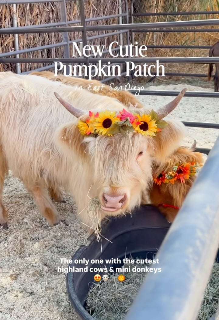 Pumpkin Patch 1