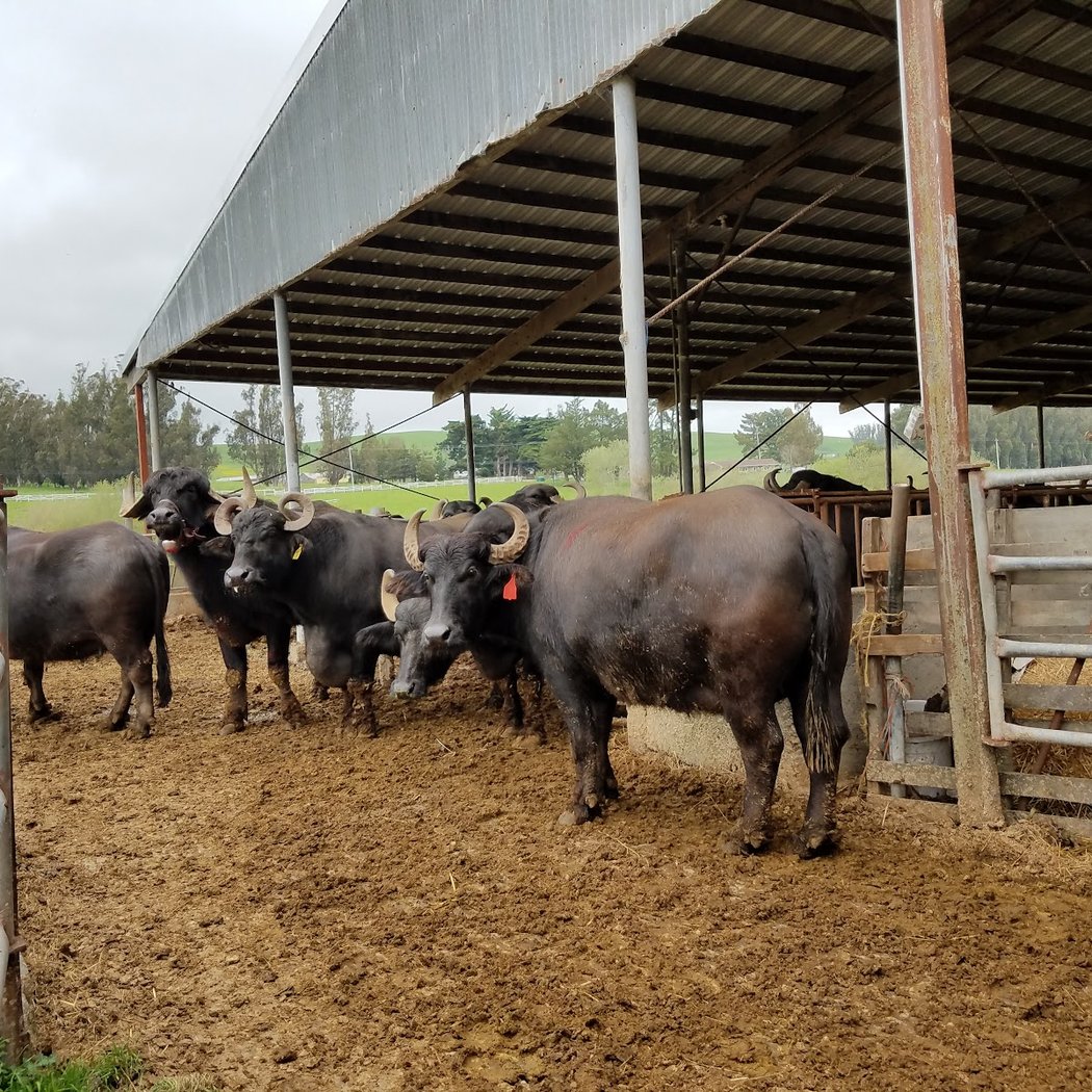 Double Eight Dairy 4