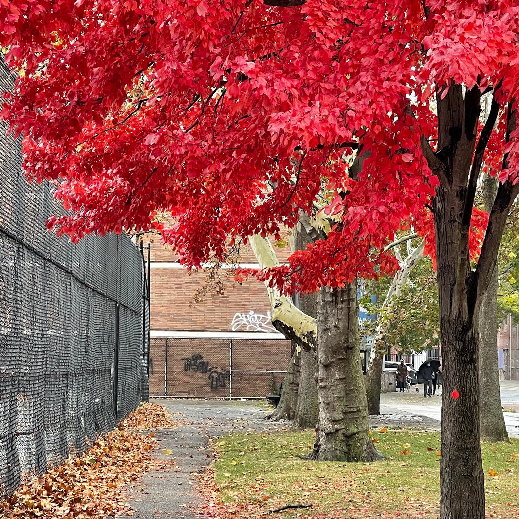 Hoffman Park 1