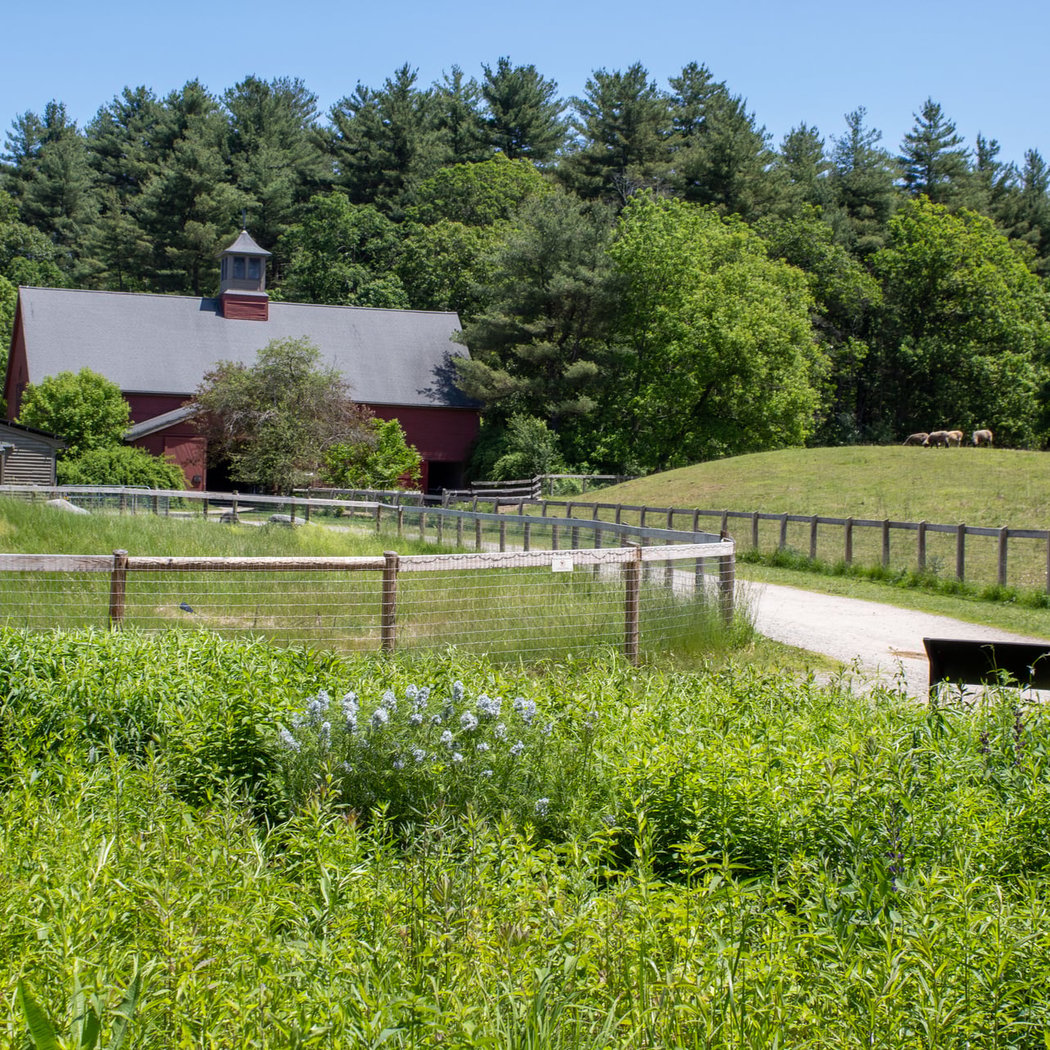 Mass Audubon's Drumlin Farm 4