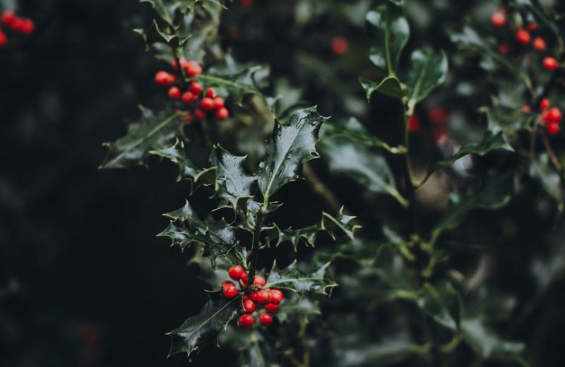 Christmas 1