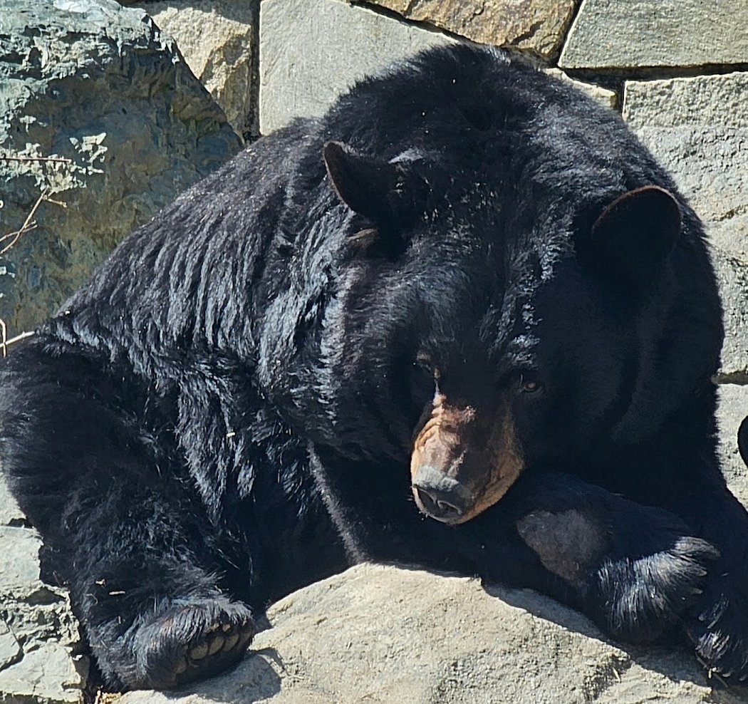Bear Chat 1