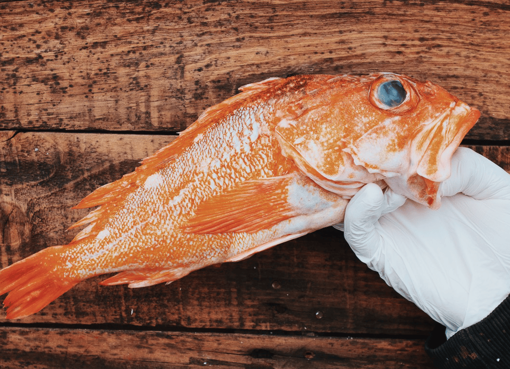 H&H Fresh Fish 3