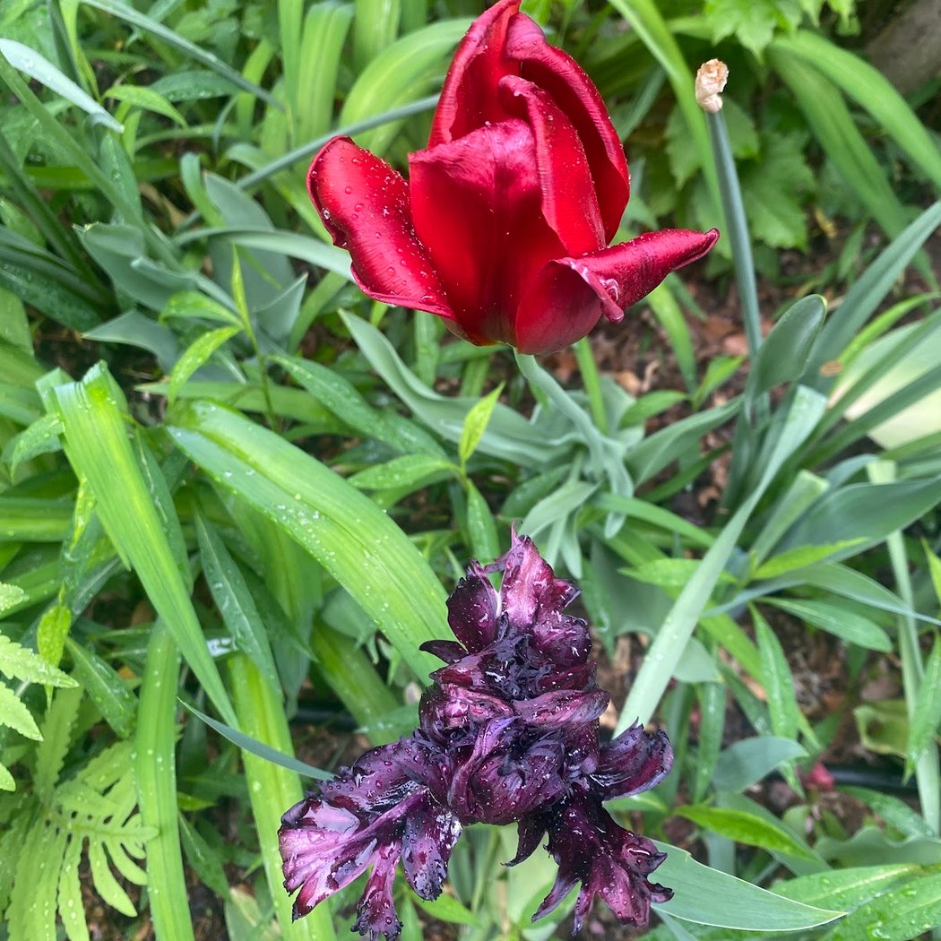 The Secret Garden Brooklyn 2