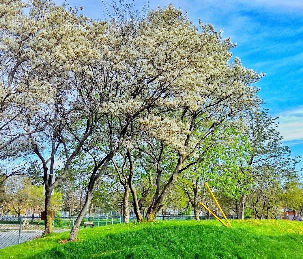 Parc Fontaine 1