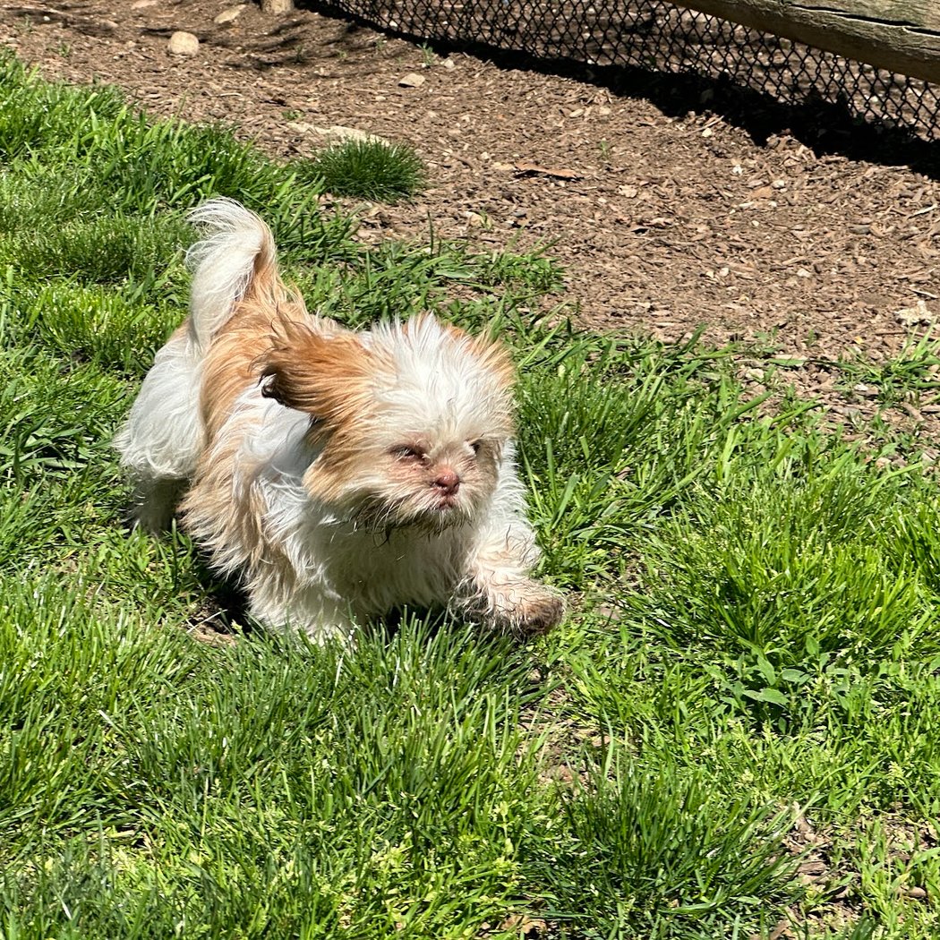 Stamford Dog Park 3