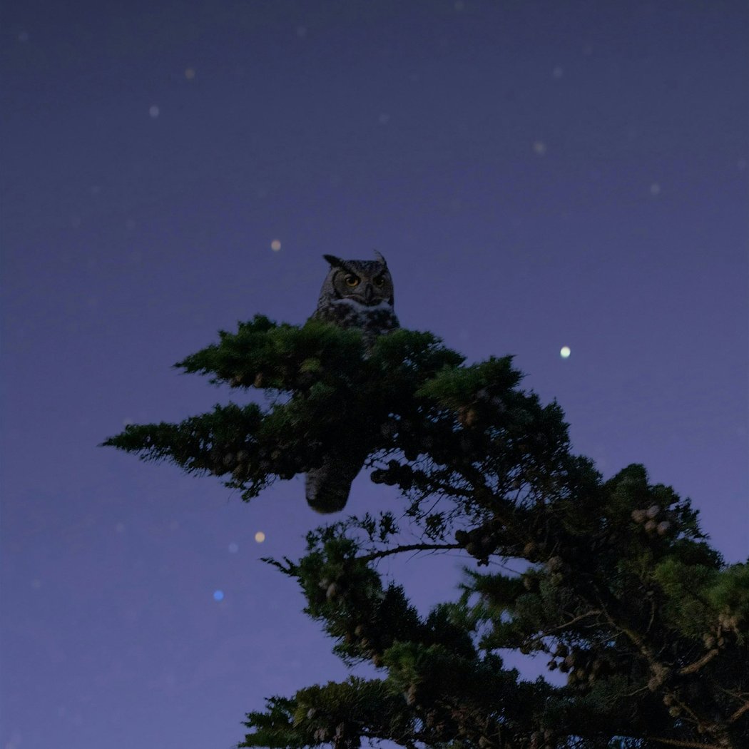 Owls After Dark 2