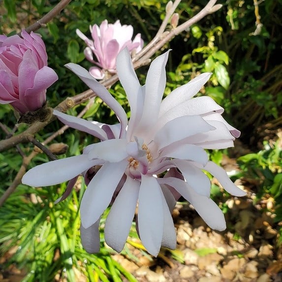 February Tour of Elizabeth Gamble Garden 2
