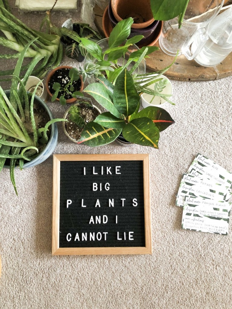 Katy Plant Swap: 1 Year Anniversary Celebration 3
