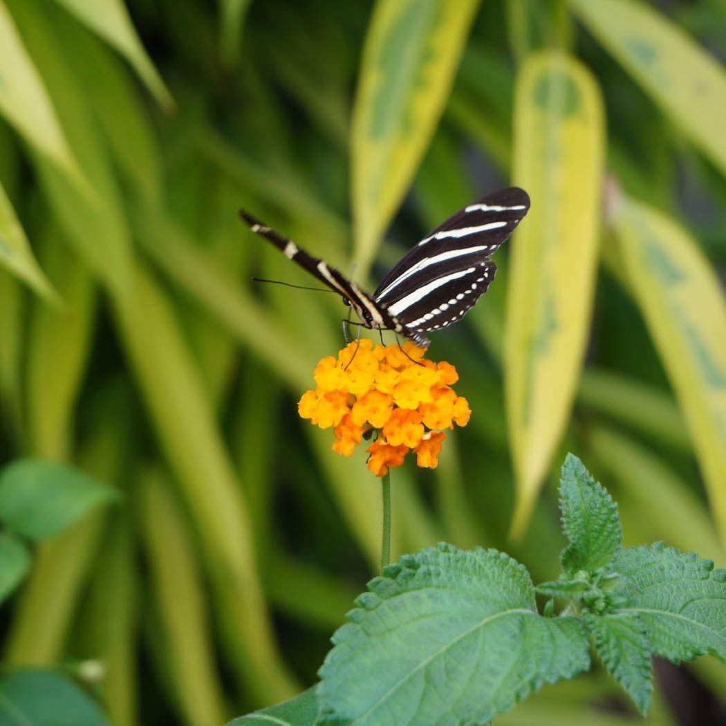 Butterfly Gardens 1