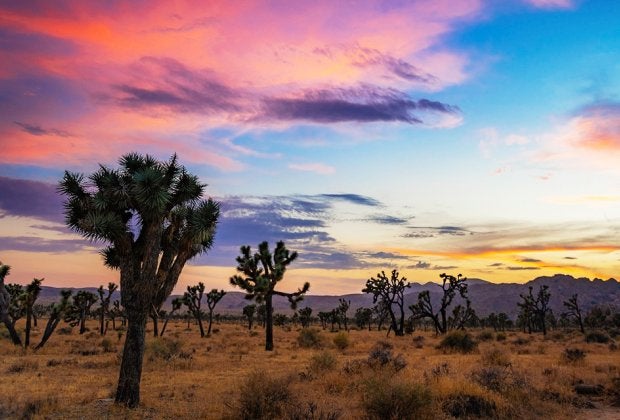 Joshua Tree National Park 2