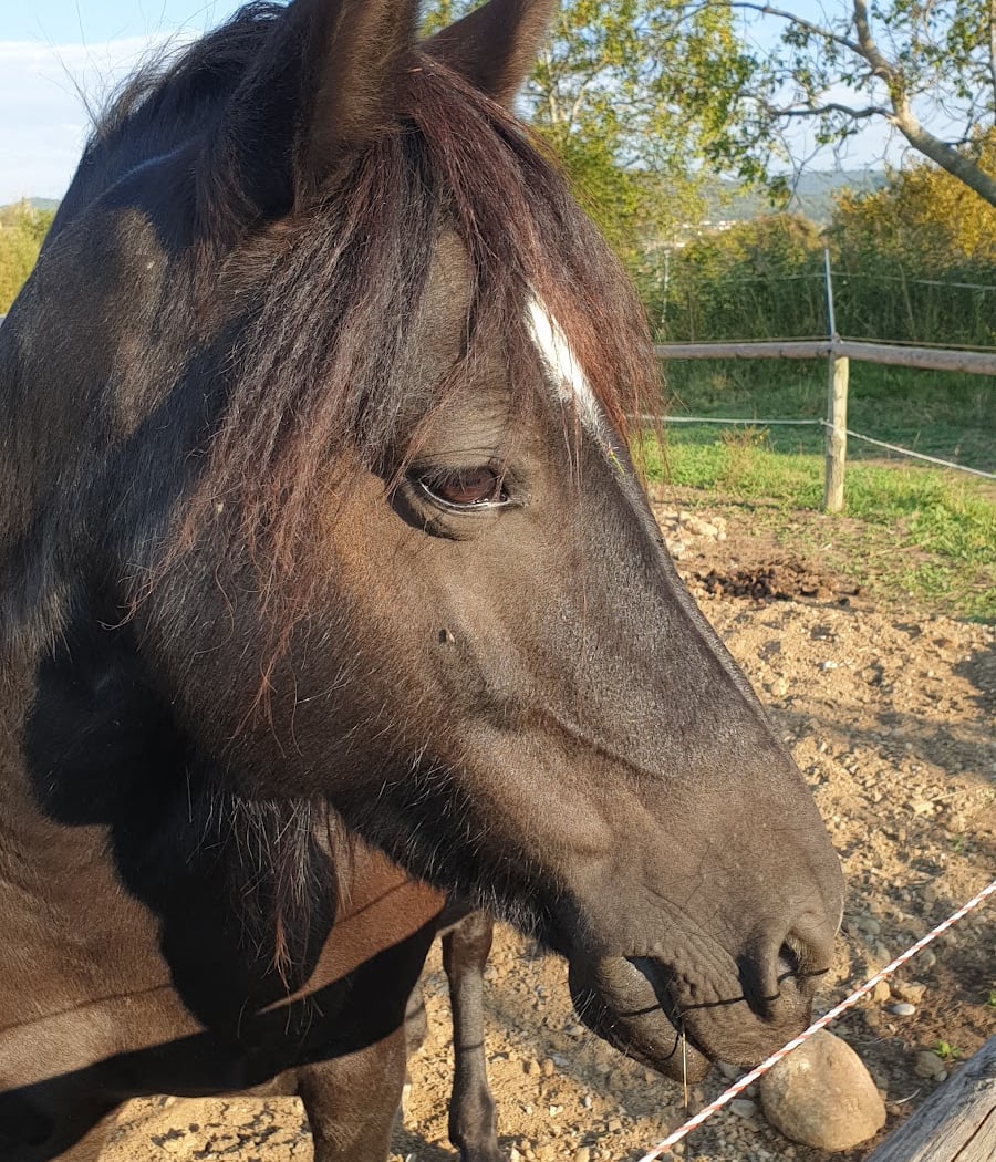 Equestrian Center Le Pilon 3