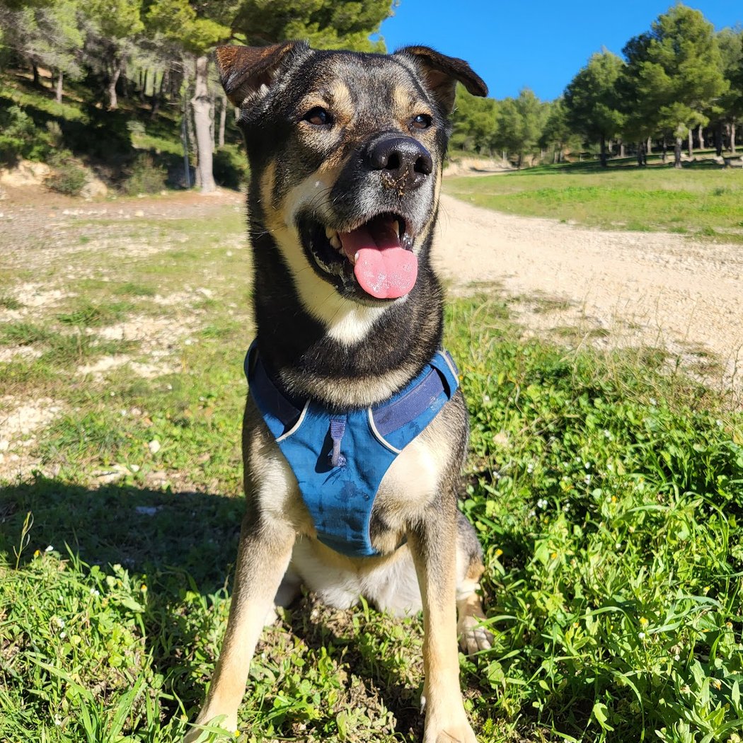 Les Canines - educatrice comportementaliste canin et service de balade à Marseille 2