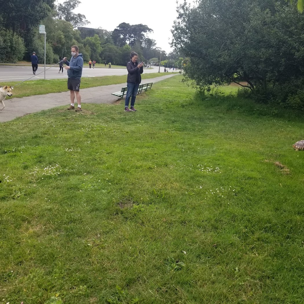Bunny Meadow 2
