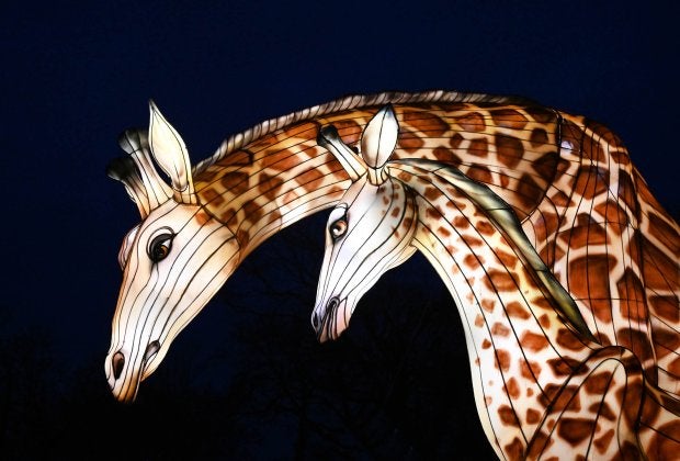Glow Wild 1