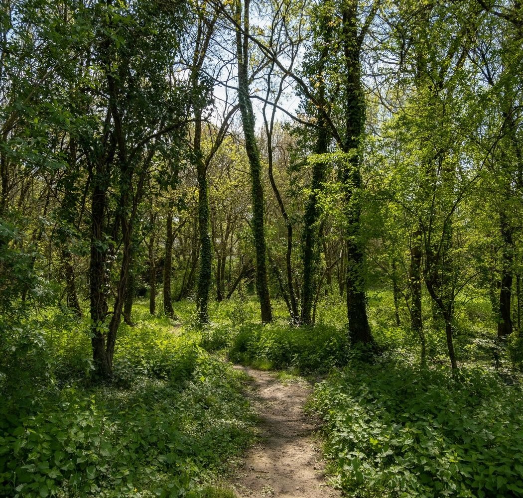 Forêt de Touffou 2