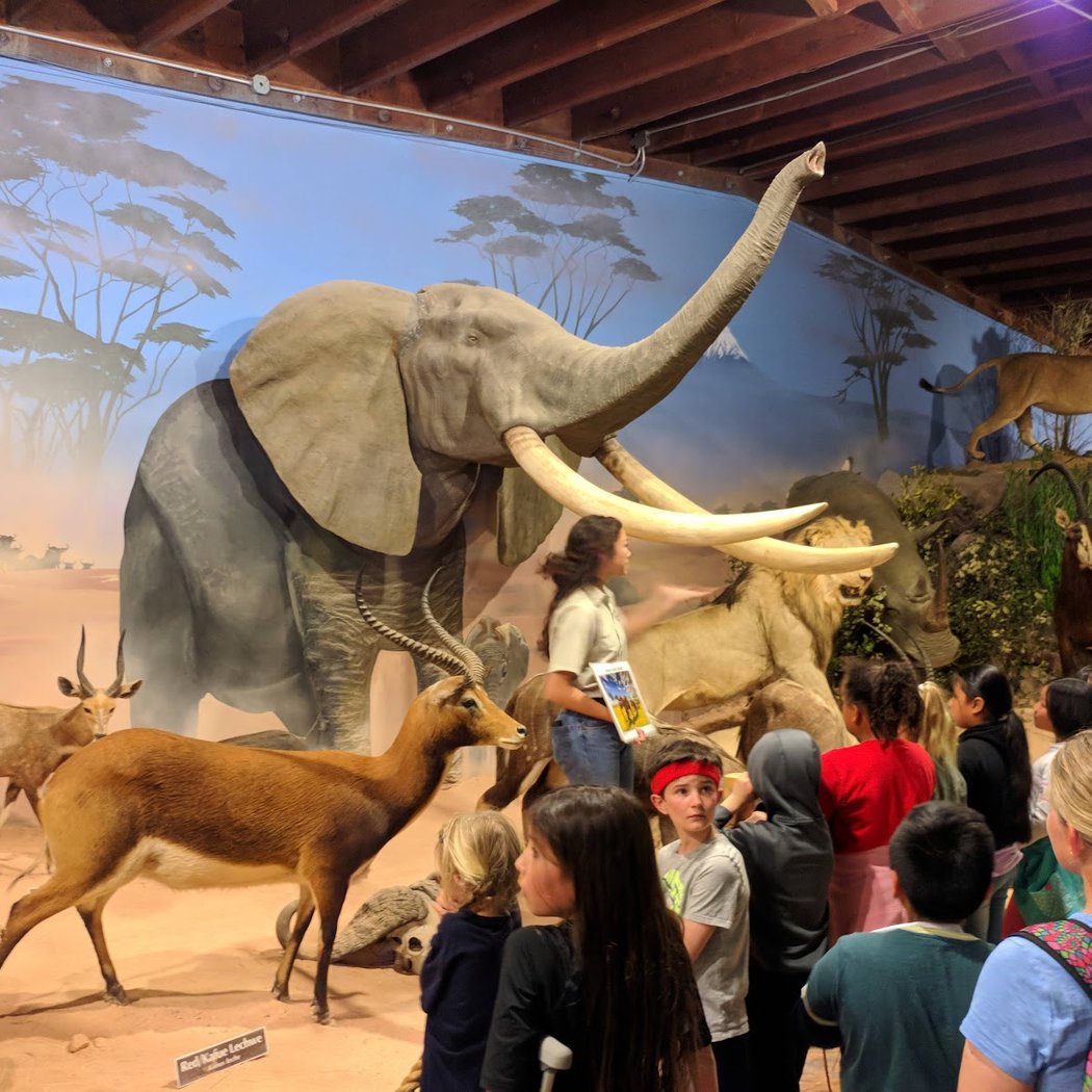 Petaluma Wildlife Museum 2