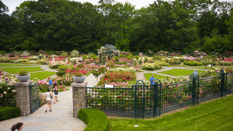 Peggy Rockefeller Rose Garden, NYBG 3