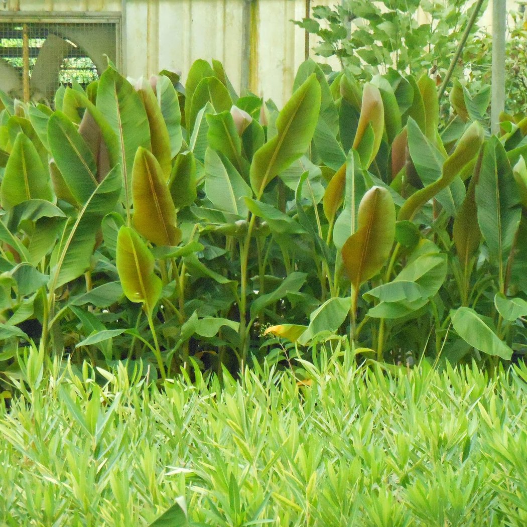 TROPICAFLORE SARL 3