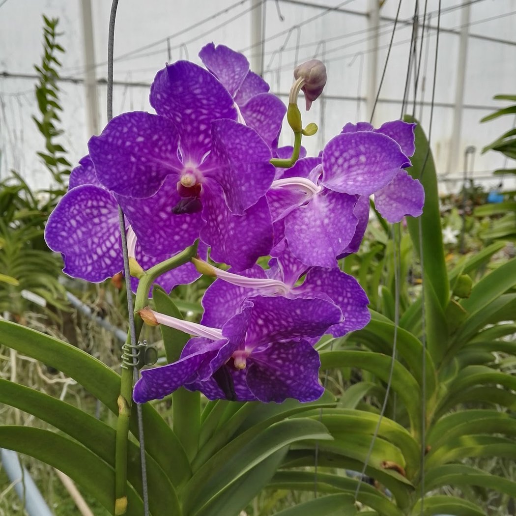 Les Orchidées de la Belle Etoile 2
