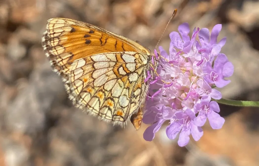 Sortie nature du Muséum : petite faune du Massif de l’Étoile 1