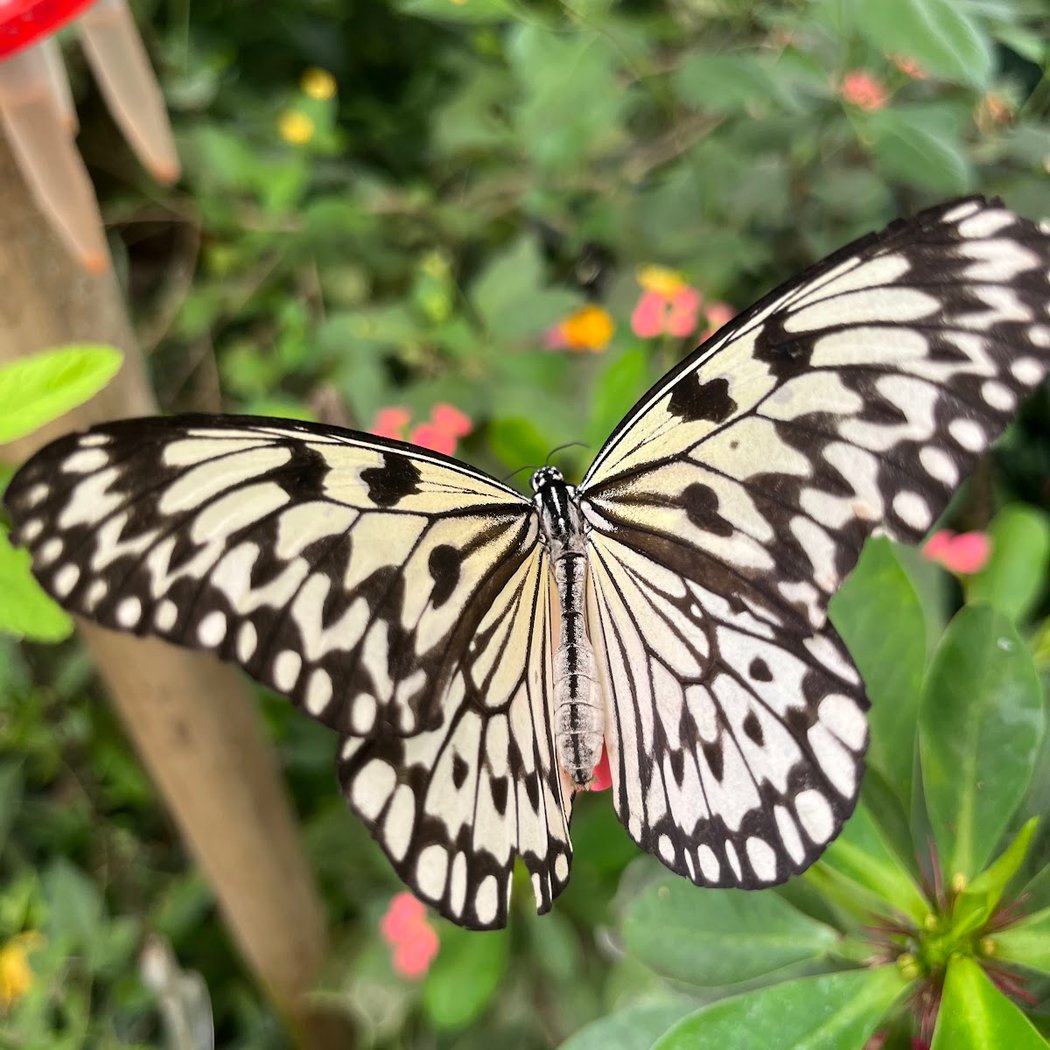 The Butterfly House 1