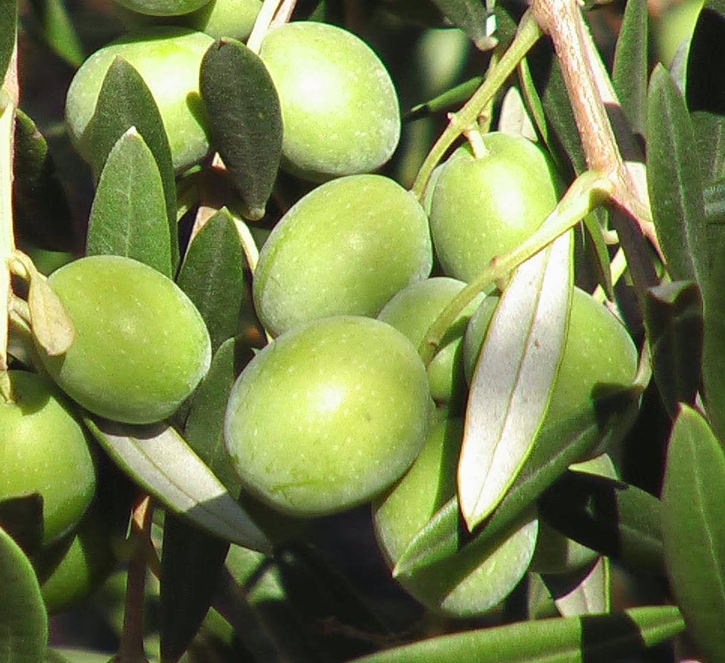 Bariani Olive Oil 2