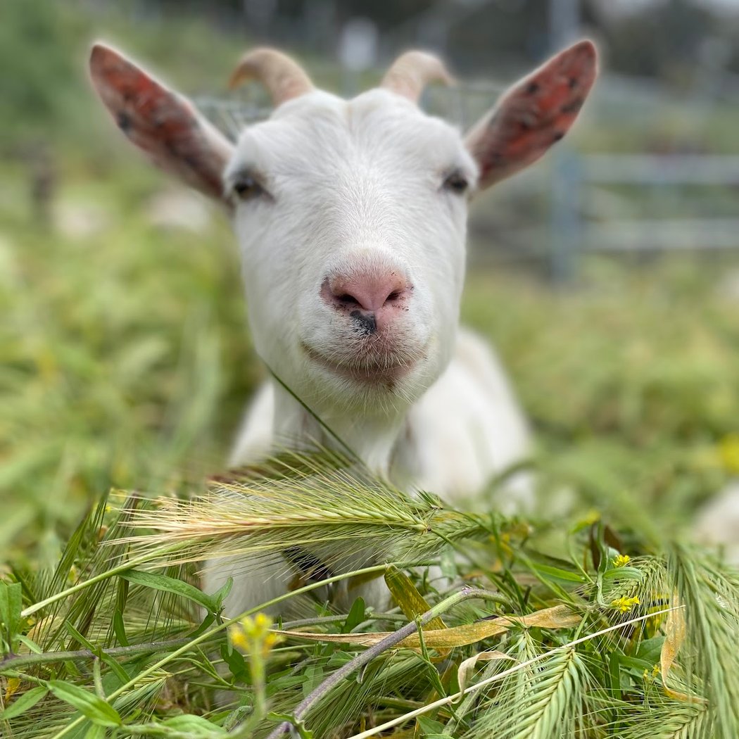 City Grazing's Goat Swag Virtual Store Opening 1