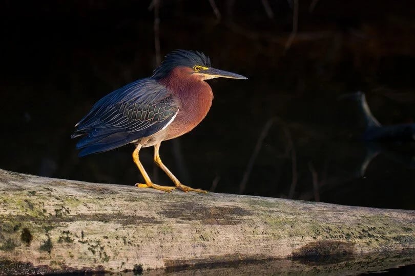 Armand Bayou Urban Bird Survey 2
