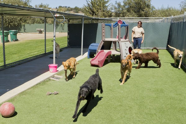 Actuel dogs 2