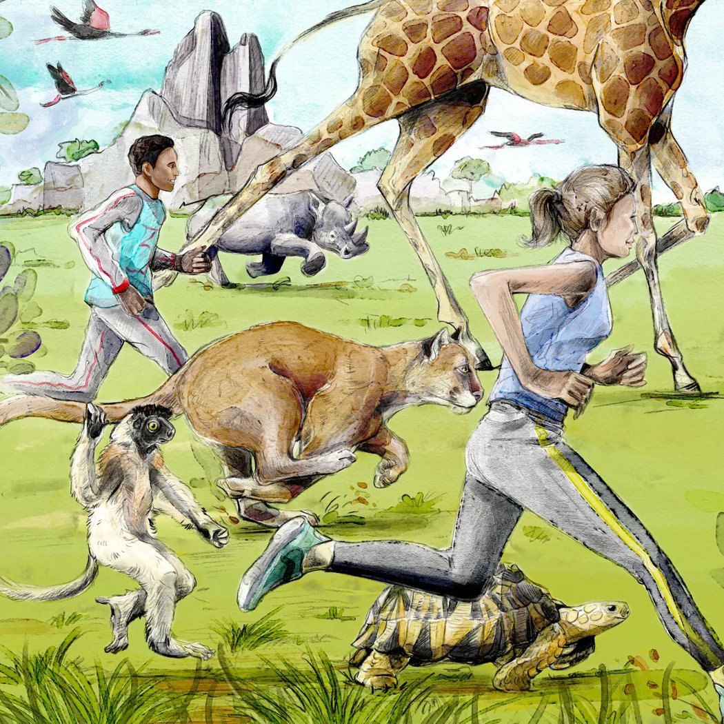 ZOO RUN