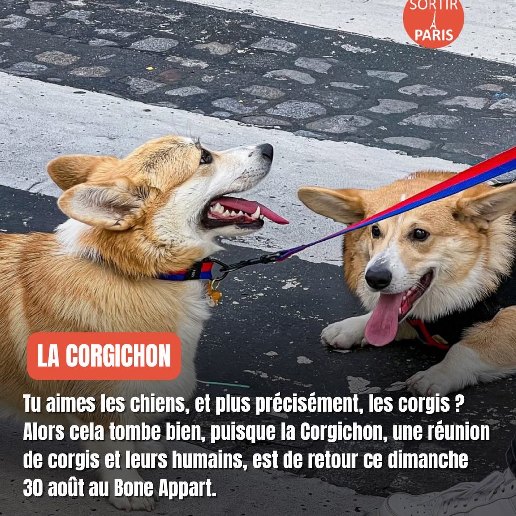 La Corgichon 1