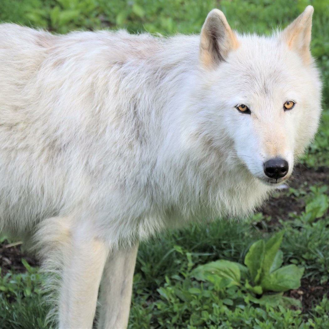 Wolf Conservation Center 1