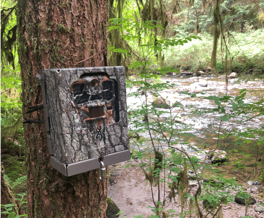 Trail Cam Demo 3