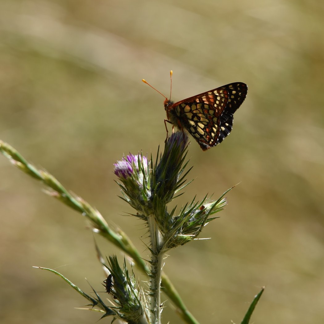 Jasper Ridge Biological Preserve 1