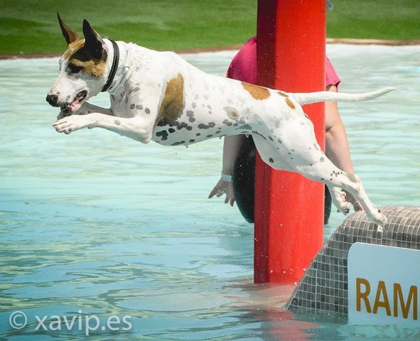 Aquatic park for dogs Can Jané 1