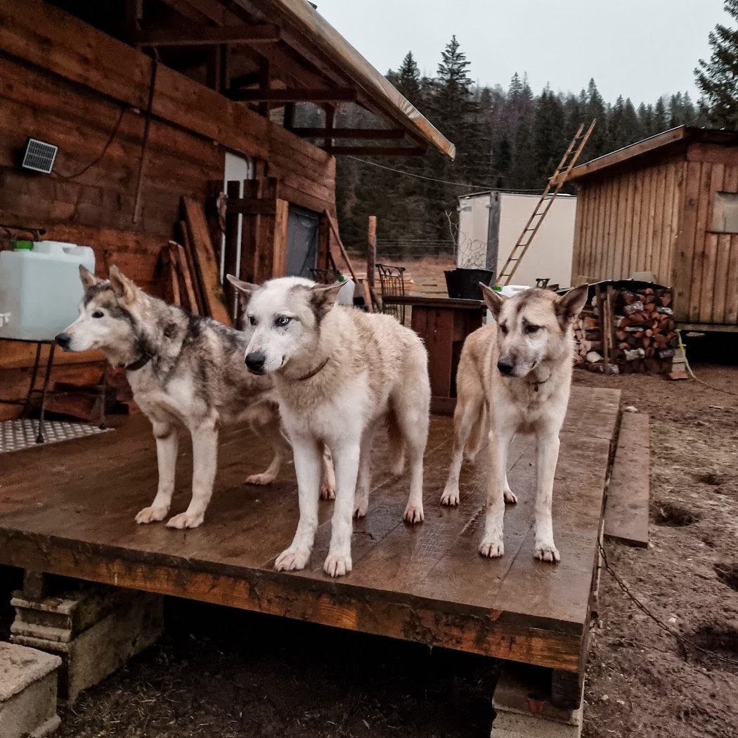 Free Sled - Chiens de traîneau 2