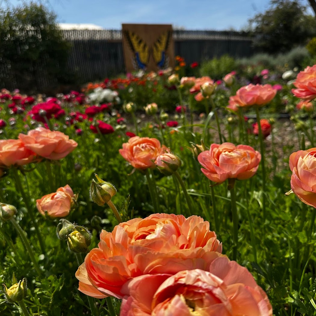 Volunteer’s hours: Dahlia Planting Season 4
