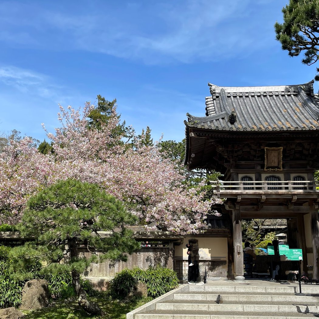 Cherry Blossom Bloom 1